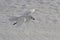 Snow petrel which flies over the snowy plains