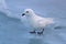 Snow petrel which stands on the frozen Ocean