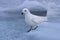 Snow petrel who sits on the ice Antarctic