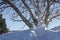 Snow piled up against a mature tree after a winter storm