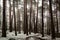 Snow in the pine forest. Mysterious scene