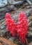 Snow plant