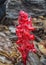 Snow plant