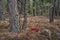 Snow Plant, Lassen Volcanic National Park