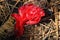 Snow Plant, Lassen Volcanic National Park