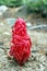 Snow plant, Yosemite, Yosemite National Park, Sarcodes sanguinea