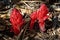 Snow Plants, Lassen Volcanic National Park