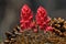 Snow Plants and Pine Cones, Lassen Volcanic National Park