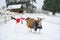 Snow play, freshly build snowman dressed up with hat and scarf, and an alpine goat in a blue scarf