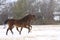 Snow Ponies