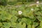 Snow poppy, Eomecon chionantha, flowering plants