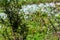 Snow on the Prairie (Euphorbia bicolor) Wildflowers