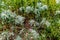 Snow on the Prairie (Euphorbia bicolor) Wildflowers