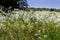Snow on the Prairie (Euphorbia bicolor) Wildflowers