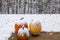 Snow on Pumpkins on a cloudy late autumn day