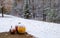 Snow on Pumpkins on a cloudy late autumn day