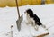 Snow removal with a shovel using a sled in the driveway near the garages. The Cavalier King Charles Spaniel dog helps