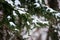 Snow resting on a tree branch in a forrest