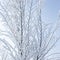 Snow and rime ice on the branches of tree. Cool winter background with twigs covered with hoarfrost. Plants in the park are covere