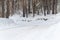 Snow road in winter pine forest. Ice and snowstorm on a country road.