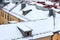 Snow on the roofs of houses