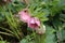 A snow-rose or christrose blooms in the spring