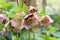 A snow-rose or christrose blooms in the spring