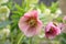 A snow-rose or christrose blooms in the spring