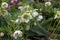 A snow-rose or christrose blooms in the spring