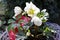 A snow rose in a flower pot to decorate the garden in wintertime