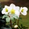 A snow rose in the garden, a blurred impression