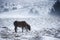 Snow scenery with ponies in Dartmoor National Park