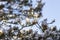 Snow on Scots Pine in Caledonian Forest at Abernethy in the Highlands of Scotland