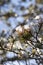 Snow on Scots Pine in Caledonian Forest at Abernethy in the Highlands of Scotland