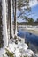 Snow on Scots Pine trees at Loch Mallachie in the Highlands of Scotland.