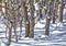 Snow in the Scrub Oaks - Winter Scene - shadows