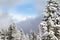 Snow settled on coniferous pine trees in mountain forest
