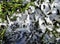 Snow on Shasta daisies