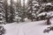 Snow Shoe Tracks near Brainerd Lake in Colorado Winter Forest