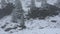 Snow snowing covered on alpine tree at top of mountain