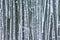Snow splashed tree trunks in winter forest as background.