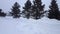 Snow storm blizzard with evergreen trees. Snowing nature scene with tree area. Snowy north weather scenic