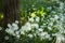 Snow In Summer Cerastium tomentosum