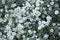 Snow-in-summer (Cerastium tomentosum).