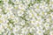 Snow-in-Summer Cerastium tomentosum