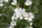Snow-in-Summer, Cerastium tomentosum in bloom, white flowers background
