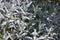 Snow-in-Summer, Cerastium tomentosum plant, white flowers background