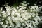 Snow In Summer Cerastium tomentosum Tiny Blooms Background