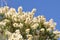 Snow-in-summer Tea Tree Flowers Australian Native