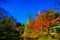 Snow suspension in Japanese garden